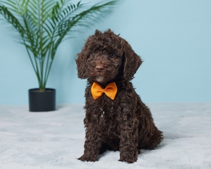Jimmy Cavapoo puppy 